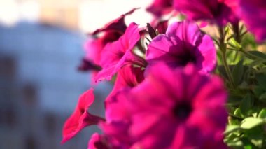 Petunia saksıda. Yakın plan. Güneşli akşam ışığı. Sağa çevir. Petunya Çiçeği.