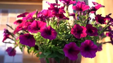 Petunia saksıda. Yakın plan. Güneşli akşam ışığı. Yayalar yukarı. Petunya Çiçeği.