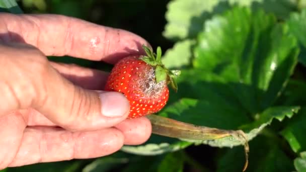 Faule Erdbeere. Reißen Sie die faulen Beeren der Gartenerdbeeren vom Strauch ab. Krankheit der Früchte im Garten — Stockvideo