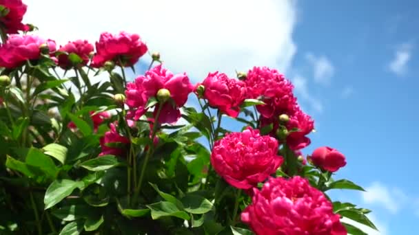 La abeja vuela lejos de la flor. Peonías rojas sobre un fondo de cielo azul. El arbusto de las Peonías florecientes es rojo. Los insectos voladores recogen néctar. Cálido día soleado de verano. Flores rojas grandes en un día soleado — Vídeos de Stock