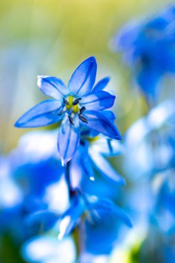 Parlak mavi bir çiçeğin bulanık görüntüsü. Çiçek ışığı arka planı bulanıklaştırdı