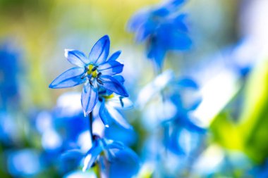 Parlak mavi bir çiçeğin bulanık görüntüsü. Çiçek ışığı arka planı bulanıklaştırdı
