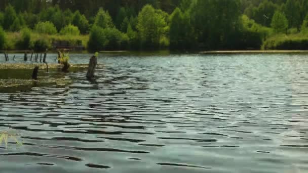 Teich an einem Sommertag. Leichte Brise auf der Oberfläche eines Waldteiches — Stockvideo