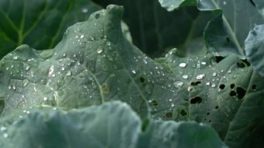 Su, büyük yeşil lahana yapraklarının üzerine düşer. Lahana büyük ve bol bol yetişir.