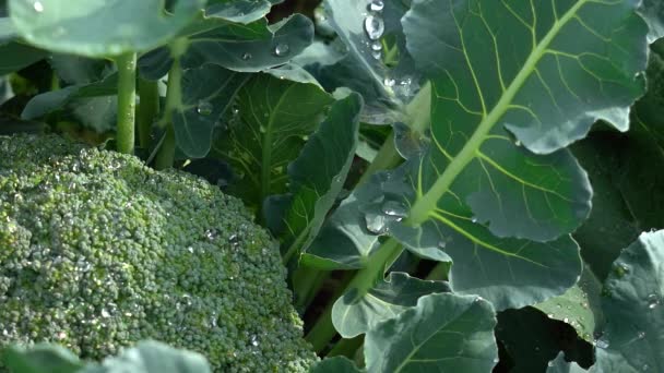 Cauliflower plant with young cauliflower head. Brassica oleracea. — Stock Video