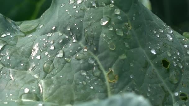 Вода падає на великі листя зеленої капусти. Капуста вирощується великою і багатою — стокове відео