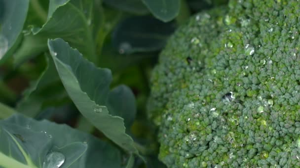 Planta de coliflor con cabeza de coliflor joven. Brassica oleracea. — Vídeos de Stock