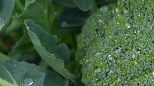 Pianta di cavolfiore con testa di cavolfiore giovane. Brassica oleracea. — Video Stock