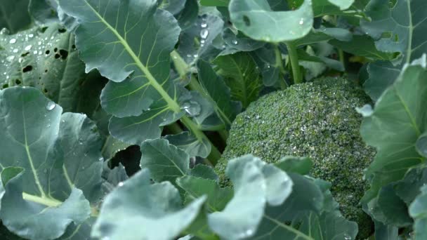 Blomkål växt med unga blomkålshuvud. Brassica oleracea. — Stockvideo