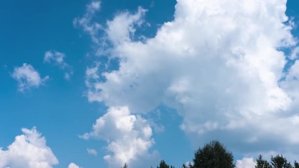 白い積雲青い空に対して晴れた夏の日に木の上に渦巻く. — ストック動画