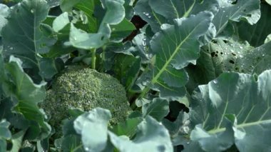 Karnabahar bitkisi ve genç karnabahar kafası. Brassica oleracea.