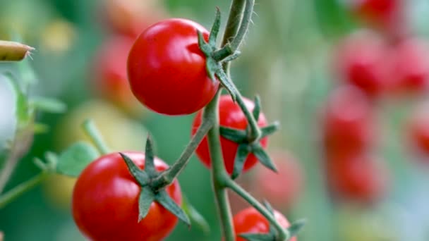 Rajčata na větvi. Zralá rajčatová rostlina pěstovaná ve skleníku. Čerstvý svazek červených přírodních rajčat na větvi v ekologické zeleninové zahradě. Osvětlené denním světlem. Nízká hloubka pole, rozmazané — Stock video