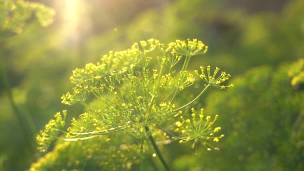 Dill zaden in de achtergrondverlichting. De lichten van een zon. Prachtige natuur met zonnevlam. Zonnige avond. Abstracte wazige achtergrond. Langzame beweging — Stockvideo