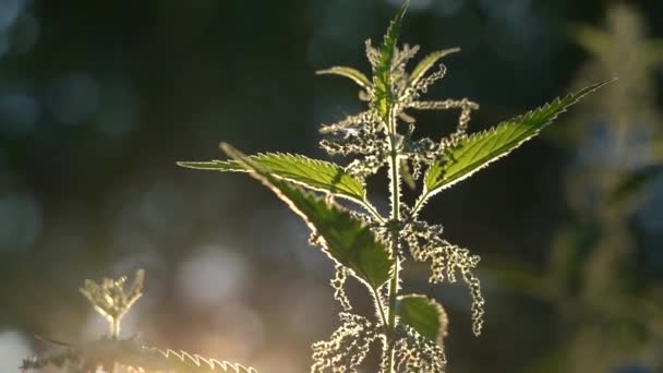 Brandnetel zaden in de achtergrondverlichting. Prachtige natuur met zonnevlam. Zonnige avond. Abstracte wazige achtergrond. Langzame beweging. — Stockvideo