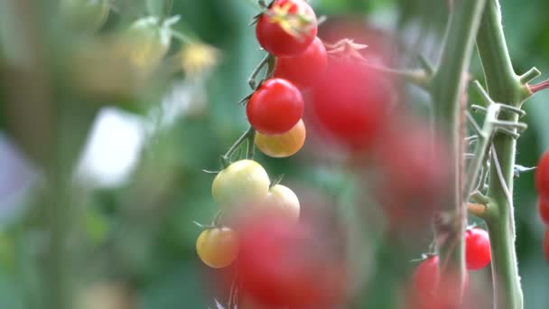 Tomaten op een tak. Rijp tomatenplant groeien in zelfgemaakte kas. Verse bos van rode natuurlijke tomaten op tak in biologische groentetuin. Verlicht door daglicht. Lage scherptediepte, wazig — Stockvideo