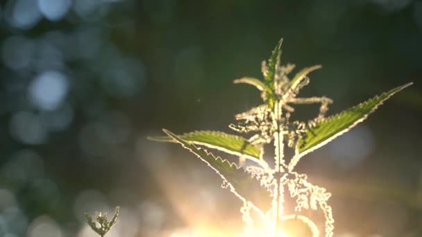 Caule de urtigas nos raios do sol da noite. As folhas verdes da erva são totalmente iluminadas pelo sol. Bela cena da natureza com erupção solar — Vídeo de Stock