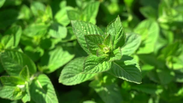 Foglie di menta illuminate dal sole. Pianta con foglie verde chiaro in giardino. Primo piano. Luce del giorno — Video Stock