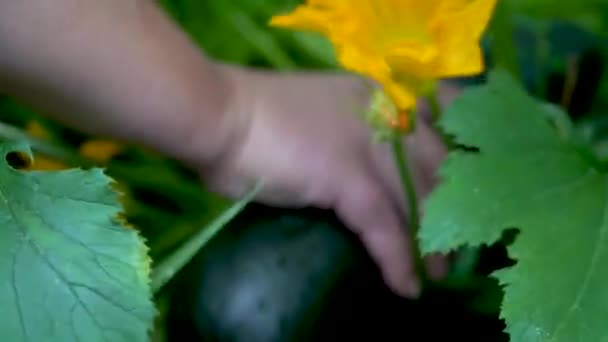 Pluck a large squash from the bush. Close up of farmer hands with vegetable marrow or zucchini. Farmer harvesting. Worker season. Organic farming concept of ecological food — Stock Video