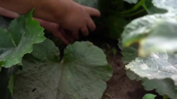 从灌木丛中拔出一个大南瓜.将农民的双手与蔬菜骨髓或木瓜紧密结合在一起。农民收割。工人季节。生态食品的有机耕作概念 — 图库视频影像