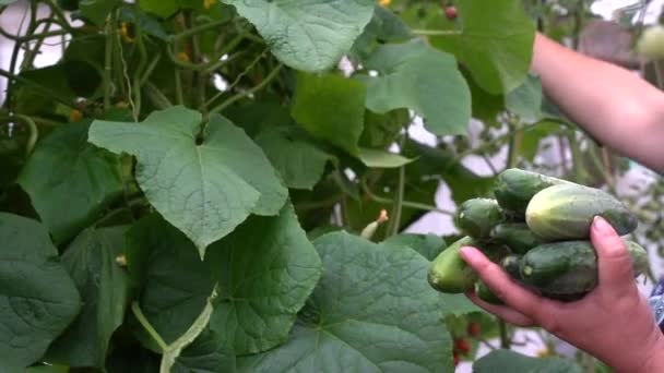 Pick cucumbers from the bush. Close up of a farmers hands with cucumbers. Farmer harvesting. Working season. Organic farming concept of ecological food. — Stock Video