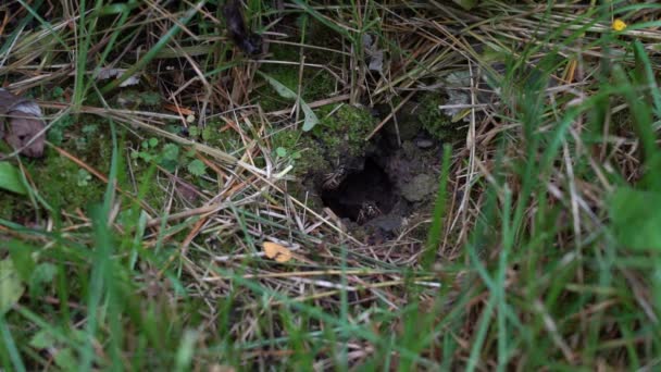 Gros plan sur Vespiarius Macro. Des guêpes sauvages sortent de leur cachette, cachées dans un terrier au milieu de l'herbe — Video