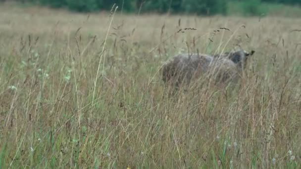 Hohes Gras auf der Weide — Stockvideo