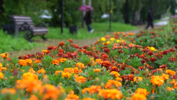 도시 광장에 있는 꽃의 가죽. — 비디오