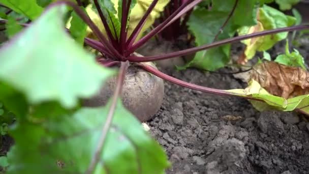 Cosechando remolachas rojas en una cama de jardín de tierra. Una mano enguantada de granjeros saca grandes raíces del suelo. Primer plano. Los granjeros recogen remolachas. Remolacha con hoja en huerta — Vídeo de stock