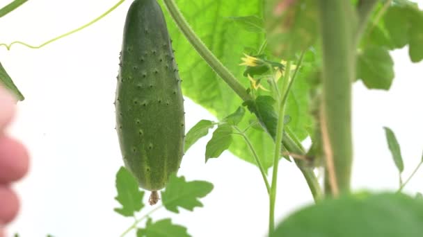 Harvest time. Fresh organic vegetables concept. Close-up of a farmers male hands picking a green ripe cucumber from a branch in a greenhouse. Vegan food. — Stock Video