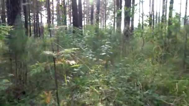 Untuk tersesat di hutan. Gerakan di atas tanah dan tanaman di hutan pinus di musim gugur — Stok Video