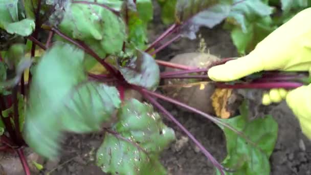 Συγκομιδή κόκκινων τεύτλων σε ένα γήινο κρεβάτι κήπου. Ένας αγρότης με γάντια βγάζει μεγάλες ρίζες από το χώμα. Κοντινό πλάνο. Οι αγρότες διαλέγουν παντζάρια. Beetroot με φύλλα σε λαχανόκηπο — Αρχείο Βίντεο