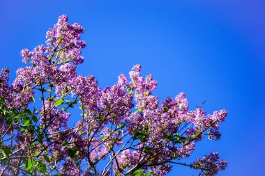 Güneşli bir günde açık mavi gökyüzünün arka planında açan leylak çalısı.