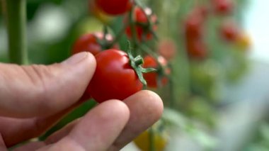 Domates ve Dallı Dokunuş. Çiftçi domates hasadını teftiş eder. Dalın üzerinde kırmızı organik domatesler var. Erkek el olgun domateslere dokunuyor. Organik tarım, sebze bahçesi.