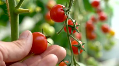 Çiftçi domates hasadını teftiş eder. Dalın üzerinde kırmızı organik domatesler var. Erkek el olgun domateslere dokunuyor. Organik tarım, sebze bahçesi.