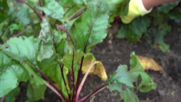 Συγκομιδή κόκκινων τεύτλων σε ένα γήινο κρεβάτι κήπου. Ένας αγρότης με γάντια βγάζει μεγάλες ρίζες από το χώμα. Κοντινό πλάνο. Οι αγρότες διαλέγουν παντζάρια. Beetroot με φύλλα σε λαχανόκηπο — Αρχείο Βίντεο
