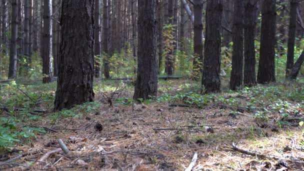 Povrch půdy v borovém lese pokrývá vrstva jehličí, kuželů borovic a suchých větviček. Šišky borovice na zemi — Stock video