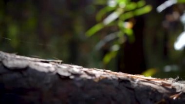 Yeşil yapraklar güneş tarafından aydınlatılır. Güneşin parladığı güzel bir vahşi yaşam. Yumuşak kamera hareketi.