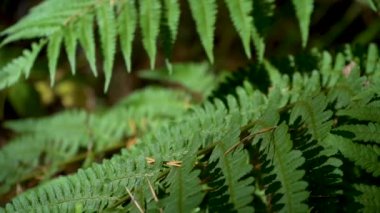 Eğreltiotu güneş ışığında yapraklanır. Eğrelti otu yaprağına iğneler. Yakın plan.