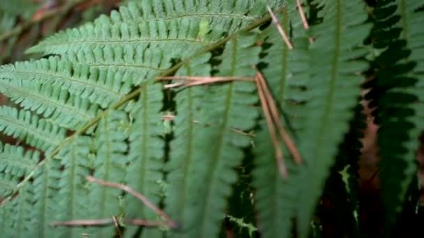 El helecho sale a la luz del sol. Agujas en una hoja de helecho. Primer plano — Vídeos de Stock