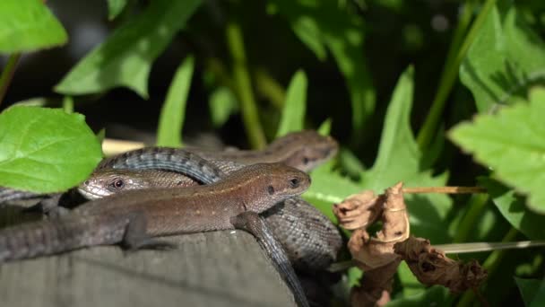 いくつかのトカゲに戻る太陽の下で、喜びで目を閉じています。冷血動物が太陽の下で日光浴。野生で休みなさい。自然の緑の背景 — ストック動画