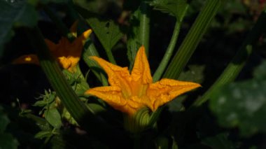 Balkabağı çiçeği. Sarı kabak çiçeği yavaşça büyür. Hızlandırılmış çekim. Böcekler döllenen balkabağı