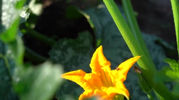 Flor de calabaza. La flor de calabaza amarilla crece lentamente. Disparos acelerados. Calabaza polinizadora de insectos — Vídeos de Stock