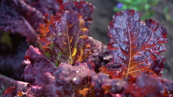 庭のレタス。赤いレタスは野菜畑のベッドの上に残します。オープンフィールドでサラダと庭の背景、クローズアップ。ラチュカサティバ紫色の葉、クローズアップ — ストック動画