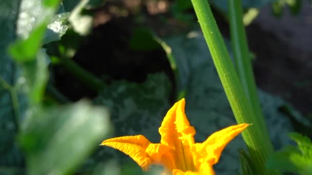 ミツバチは黄色のカボチャの花に座り、葉の後ろに隠れています。スローモーション。カボチャを受粉させる昆虫。夏の晴れた日 — ストック動画