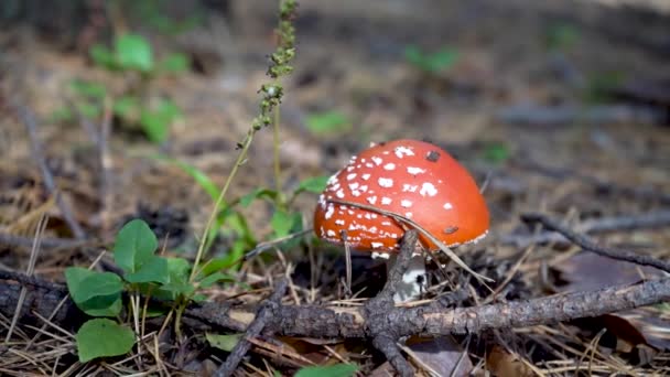 Amanita paddenstoel. Sluit maar af. Giftige paddenstoel — Stockvideo