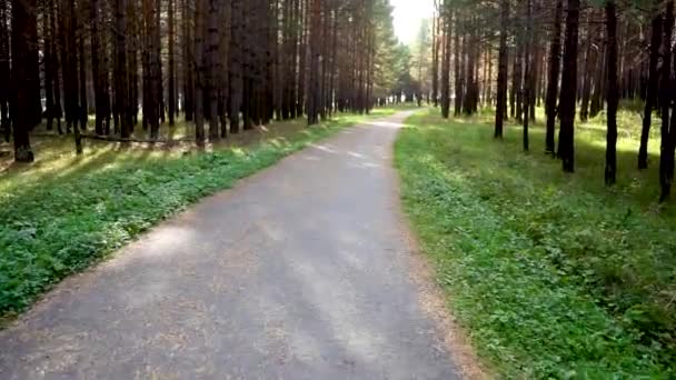 Um beco a pé na floresta de coníferas. Um caminho de asfalto para caminhadas e esportes — Vídeo de Stock