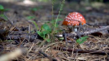 Amanita mantarı. Kapatın. Zehirli mantar.