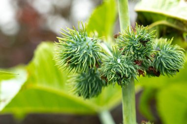 Hint fasulyesi çekirdekleri risin kaynağıdır. Castorbean ya da Castor-oil-plant, 