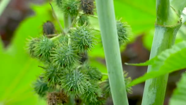 Castor bean zaden zijn een bron van ricine. Castorboon of ricinusolie-plant, een soort meerjarige bloeiende plant uit de spartelfamilie, Euphorbiaceae — Stockvideo