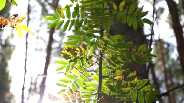 The green leaves are illuminated by the sun. Beautiful wildlife with sun flare. Smooth camera movement. — Stock Video